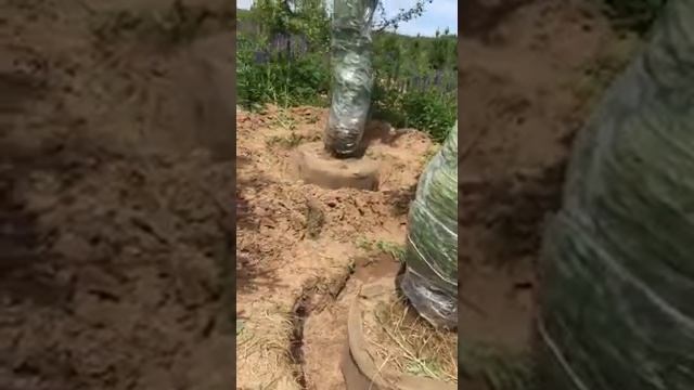 Упаковка кома мешковиной и сеткой смотреть онлайн