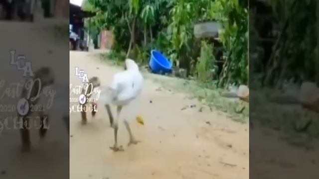 Петух и обезьяна бокс #shorts смотреть онлайн