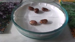 Посев пророщенными семенами и уход за рассадой клещевины.