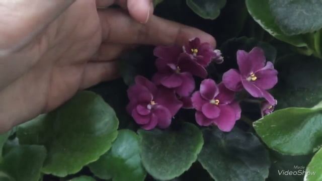 Обзор цветущих фиалок и стрептокарпусов 23 мая 2018 г. смотреть онлайн