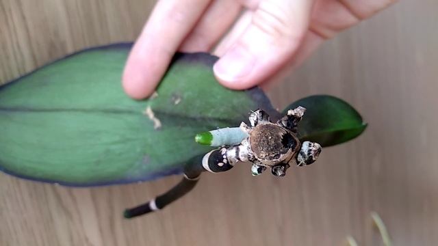 ПРИСЫПЬ орхидеи ЭТИМ! АКТИВИРОВАННЫЙ УГОЛЬ для орхидей ГНИЛЬ корней УЙДЕТ! КАК СПАСТИ орхидею УГЛЕМ смотреть онлайн