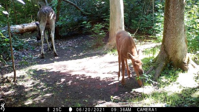 Лесная малышня. Что они делают? смотреть онлайн