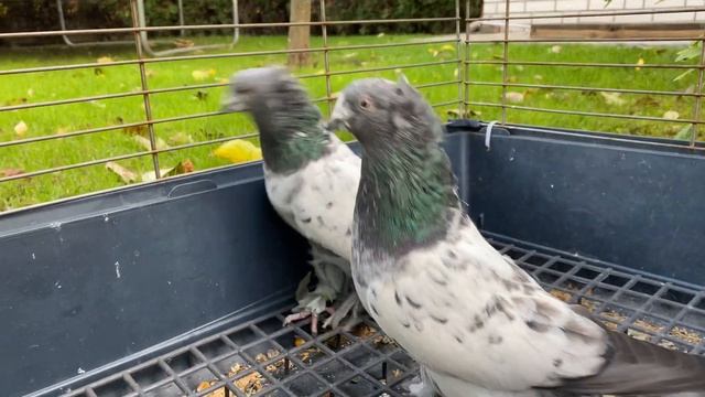 Голуби Tauben Pigeons Таджикский лалаки
