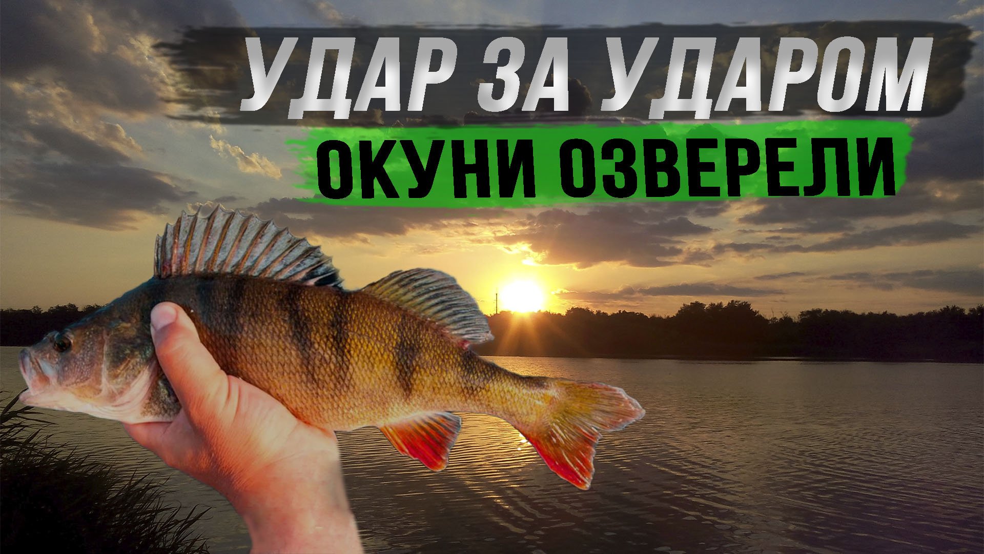 Ловля крупного окуня в белые ночи .Попал на ДИКИЙ КЛЁВ Рыбалка на озере Воже. Рыбалка с берега. смотреть онлайн