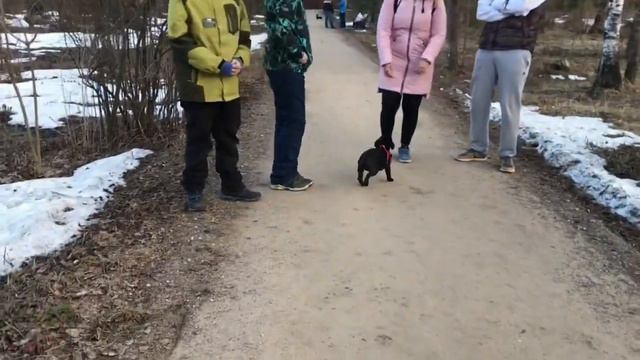 BullDog vs BoxerDog смотреть онлайн