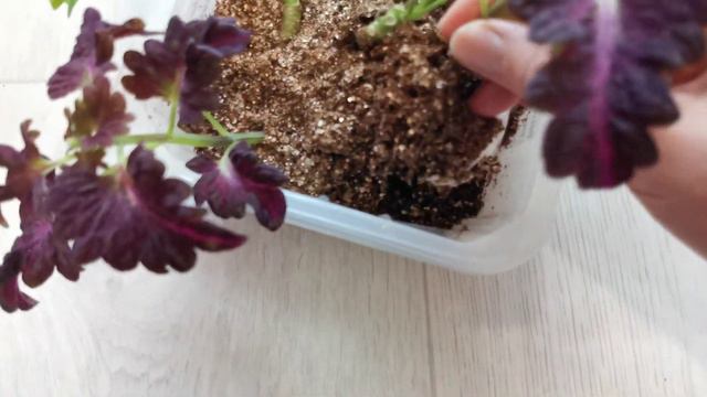 Как укоренить? Эксперимент смотреть онлайн