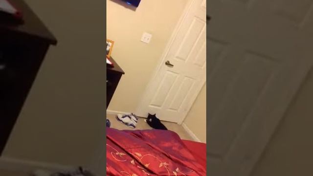 My super smart cat scrappy 2 смотреть онлайн