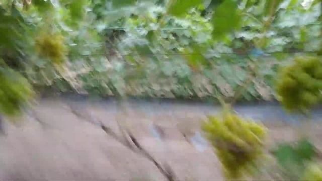 Гибридная форма Монблан смотреть онлайн