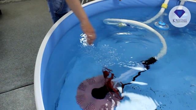 Как почистить Бассейн, пылесос для бассейна смотреть онлайн