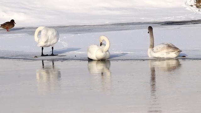 Лебеди-кликуны (Cygnus cygnus) зимуют на Днепре. Птицы Беларуси. смотреть онлайн
