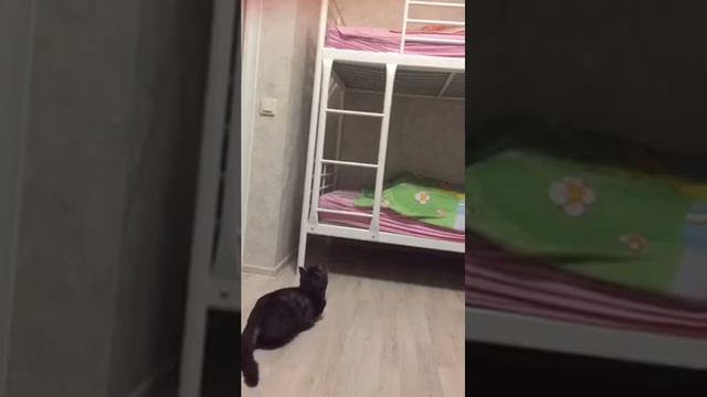 Трёхлапый кот прыгает на двух метровую кровать смотреть онлайн