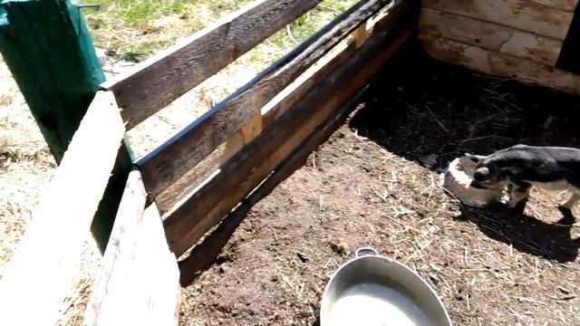 Поросята венгерской мангалицы 3 недели / Кормление и содержание поросят летом смотреть онлайн