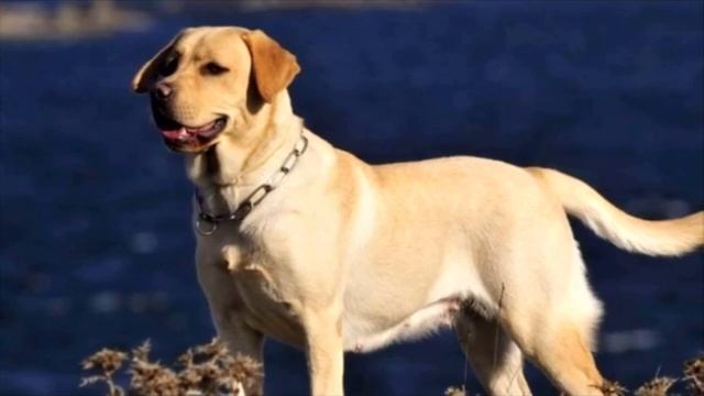 Собака выла каждый день в 10 часов вечера, когда хозяин узнал причину, то был тронут до глубины душ