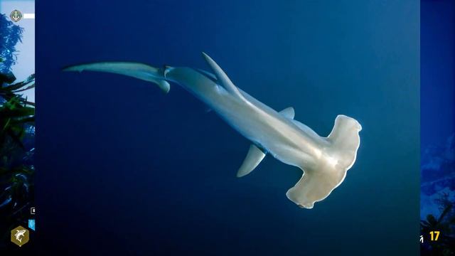 Обзор на САМУЮ СТРАННУЮ акулу (АКУЛА-МОЛОТ). смотреть онлайн