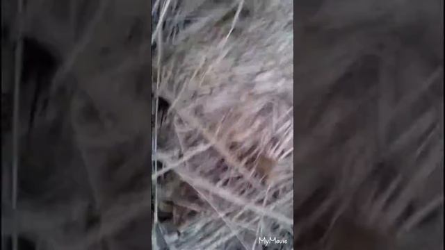 Вымерающий вид ёжиков смотреть онлайн