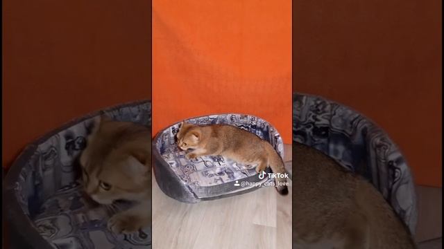 Когтеточка-столбик. Когтеточка своими руками. Когтеточка для кошек смотреть онлайн