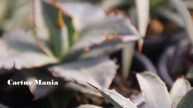 agave colection смотреть онлайн