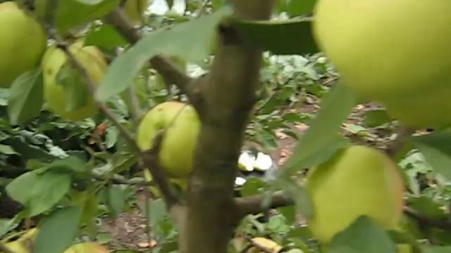 Яблоня сорт Синап белый смотреть онлайн