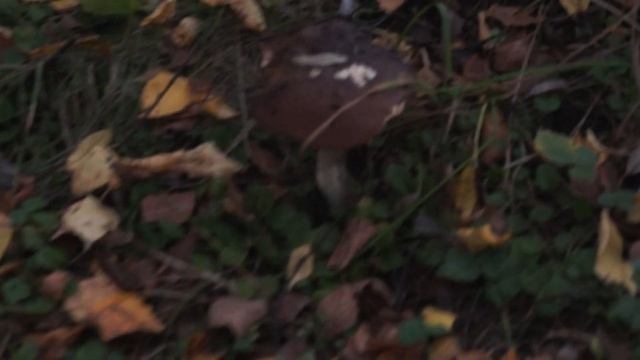 Собираю подберезовики для картины смотреть онлайн