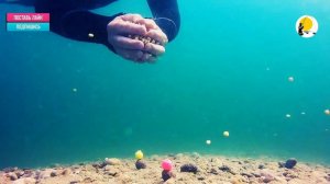 Подводная съёмка реакции карпа и белого амура на кукурузу и бойлы в открытом водоеме.fishing  carp