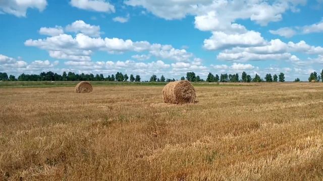 Прогулки в поле. Природа Украины Relaxing Video Релакс, Walk In Nature