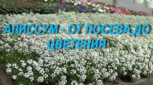 АЛИССУМ- ОТ ПОСЕВА ДО ЦВЕТЕНИЯ