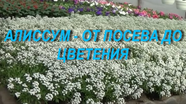 АЛИССУМ- ОТ ПОСЕВА ДО ЦВЕТЕНИЯ