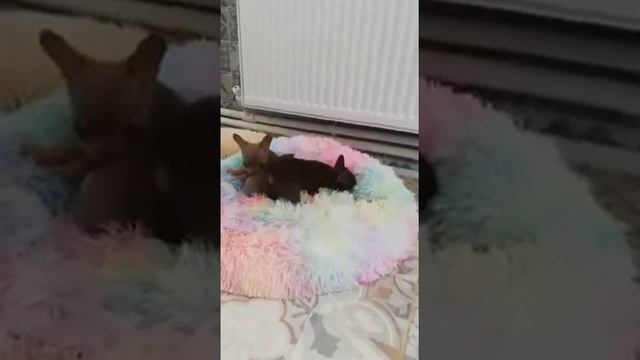 Щенки чихуахуа смотреть онлайн