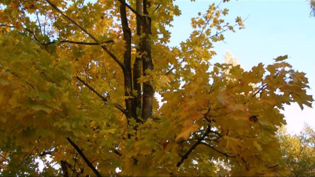 Что такое осень? Это небо... ;-) смотреть онлайн