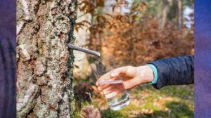 "Весна", Окружающий мир 2 класс ч.2, с.52-55, Планета знаний.mp4