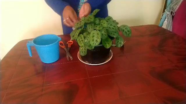 225/Maranta plant,or prayer plant care(Assamese) смотреть онлайн