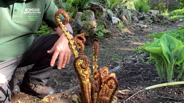 Ferns and Hostas in Spring смотреть онлайн