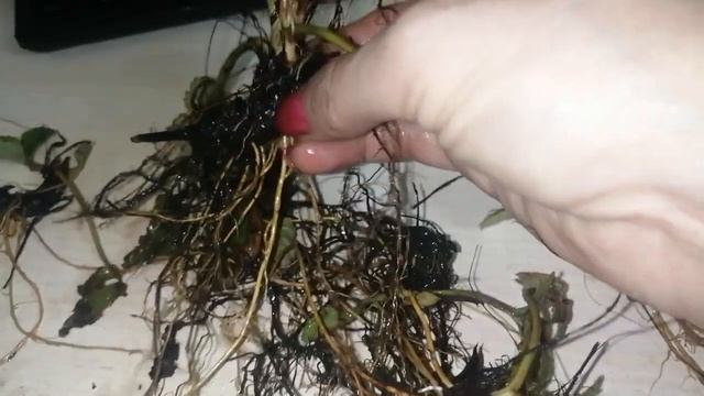 Внимание!!! Как купить рассаду клубники, и не быть обманутым. смотреть онлайн