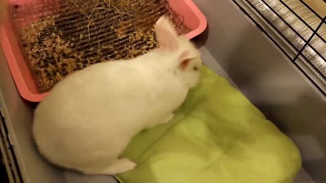 Борьба кролика с подушкой