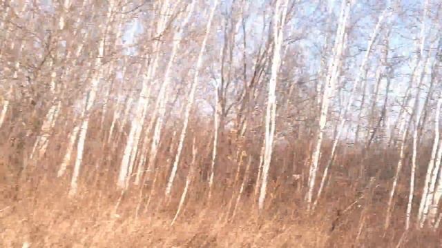 Поиск и осмотр гектара #Дальневосточный гектар. смотреть онлайн