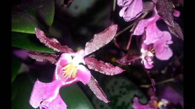 Мильтонидиум "Катрин де Зош".mp4 смотреть онлайн