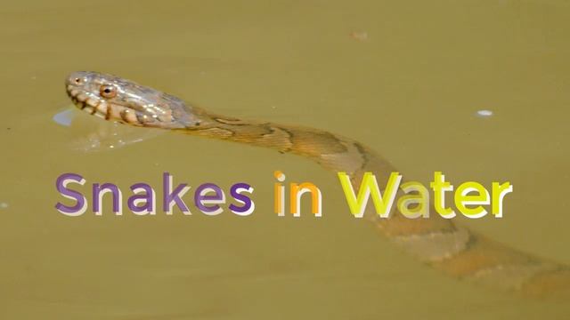 Dreaming of Snakes in Water | Dream Interpretation & Dream Meanings смотреть онлайн