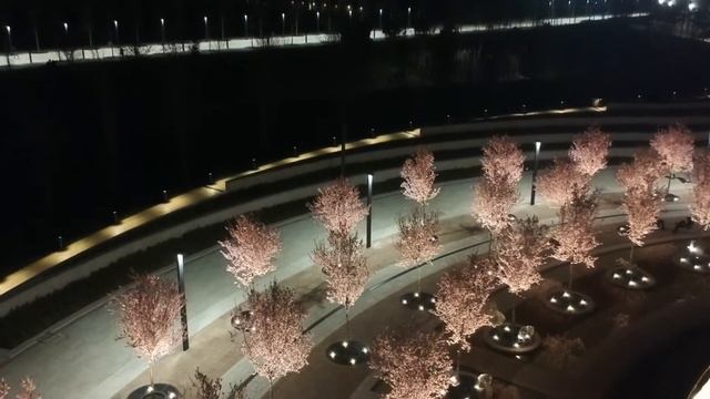 Парк Галицкого. Цветение Сакуры. Съемка с квадрокоптера. смотреть онлайн