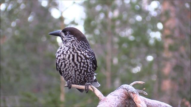 Nötkråka, Spotted Nutcracker (Nucifraga caryocatactes), 2015-12-14 смотреть онлайн