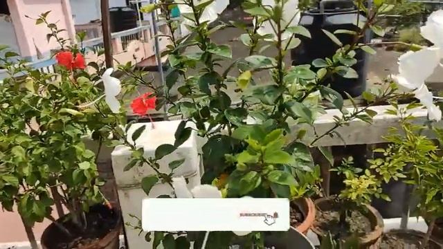WHITE HIBISCUS PLANT CARE ( সাদা জবা গাছের সহজ পরিচর্যা ) смотреть онлайн