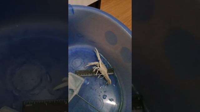 Флоридский рак мутант. смотреть онлайн