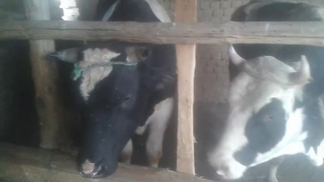 Быки. Парода Канада(1) смотреть онлайн