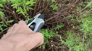 Как омолодить куст спиреи серой