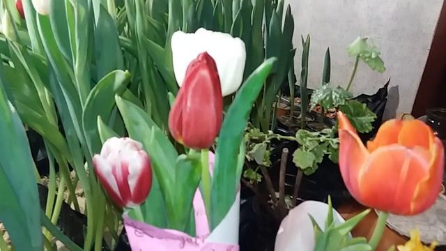 Выгонка тюльпана к 8 марта в домашних условиях. Четвертая неделя. Результатом доволен. смотреть онлайн