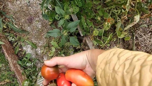 Печальная картина. Собираю помидоры, после отпуска и града. История - 2020 смотреть онлайн