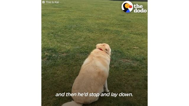 173-Pound Golden Retriever Loses Over 100 Pounds | The Dodo