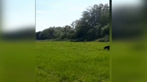 КАНЕ КОРСО не стоит заводить?трудности содержания собак кане корсо особенности породы