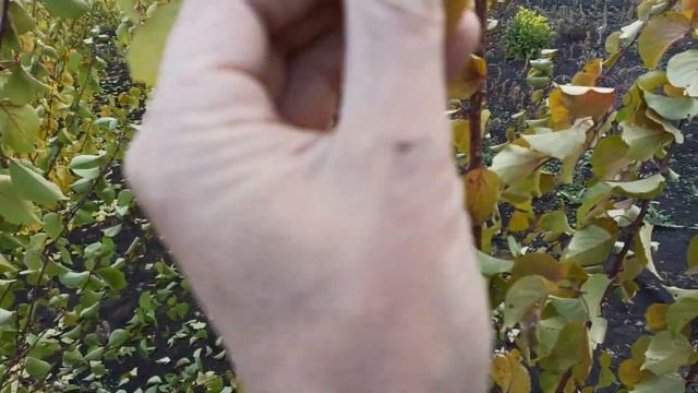 Абрикос. Окрас листьев и окрас плодов. смотреть онлайн