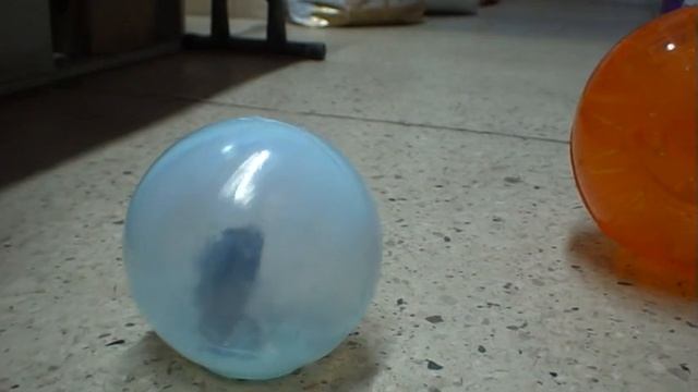 ПРОГУЛОЧНЫЙ ШАР ДЛЯ ХОМЯЧКА смотреть онлайн