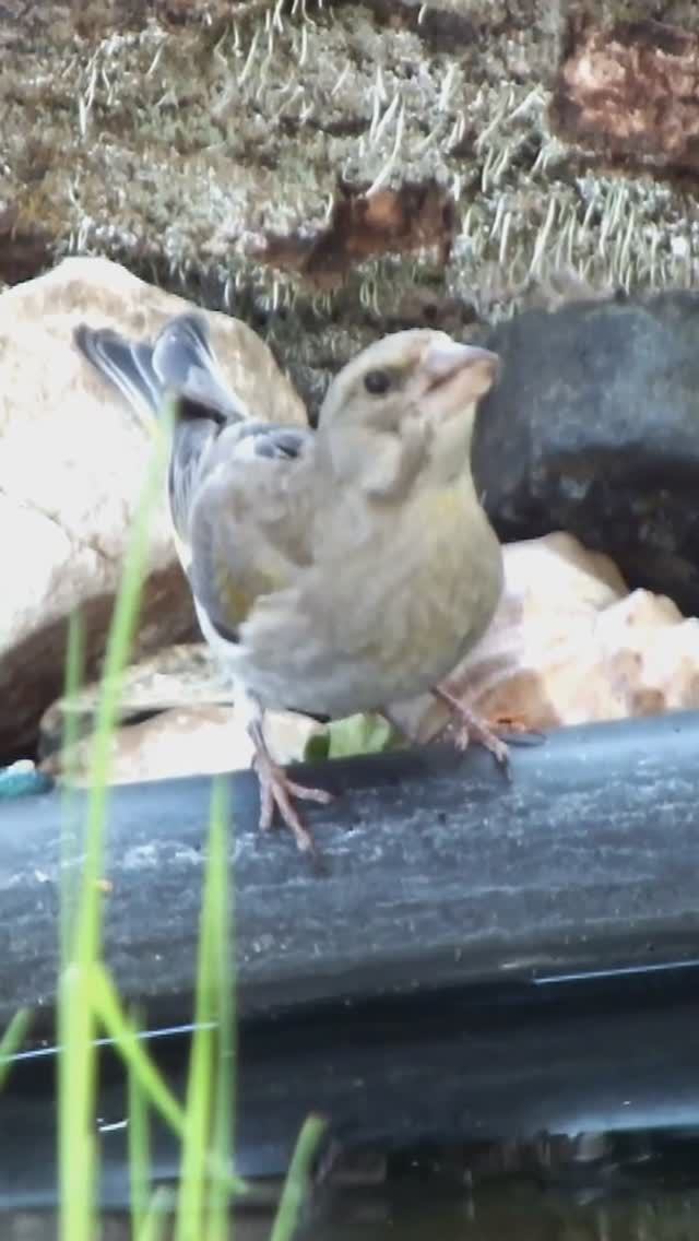 Зеленушка пьет воду из пруда